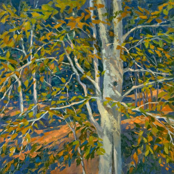 October Beech, oil on panel, 16 x 16 inches, 2021-049